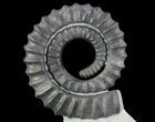 Devonian Ammonite (Anetoceras) - Morocco #64455-3